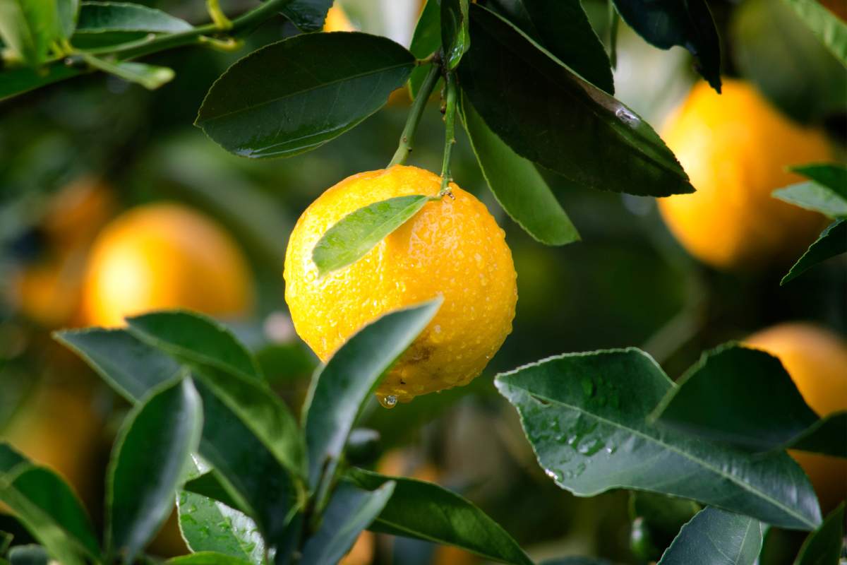 Faire grossir sa poitrine avec du citron - Mythe ou réalité ?